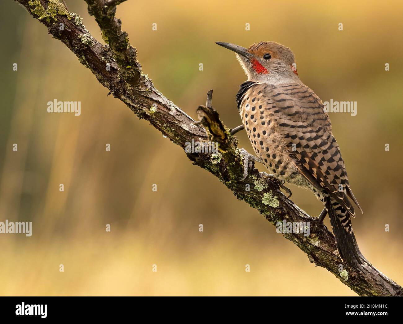 Nördliches Flimmern (Colaptes auratus) oder gewöhnliches Flimmern auf einem Ast Stockfoto