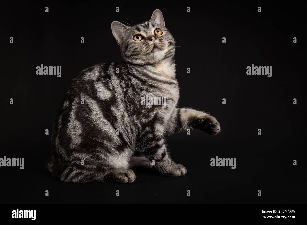 Katzenporträt-Shooting im Studio auf schwarzem Hintergrund Stockfoto