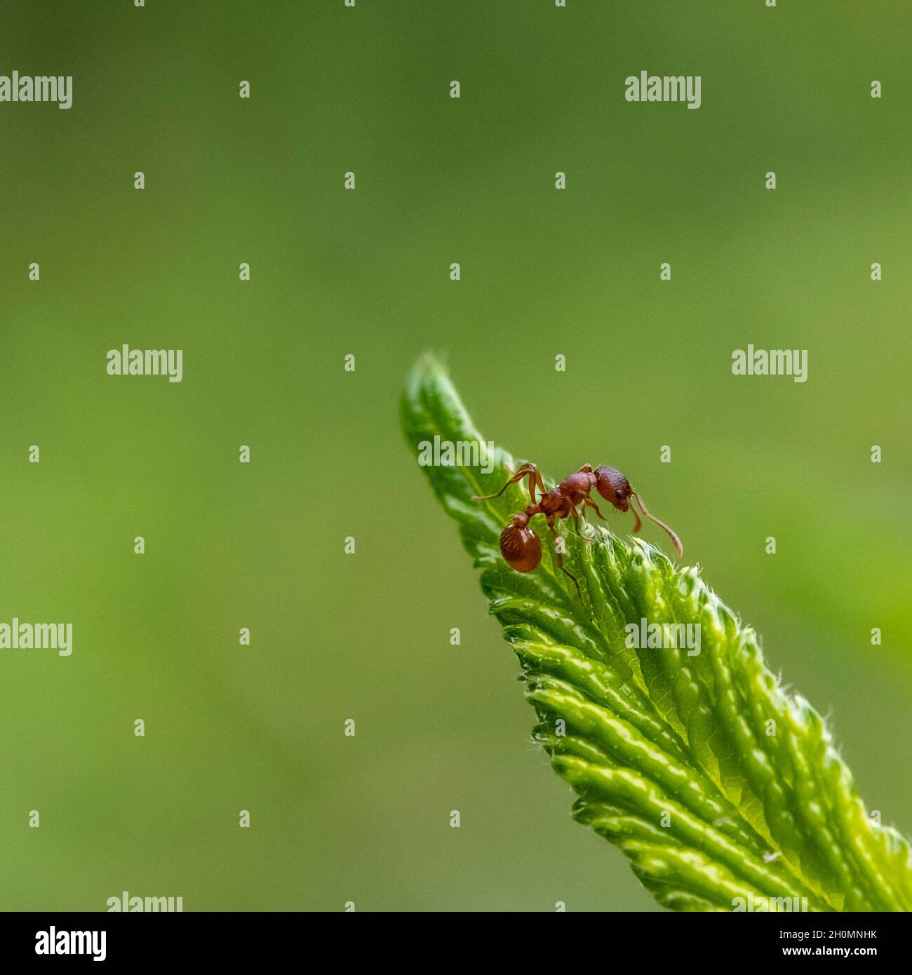 Einzelne Ameise klettert auf einem grünen Blatt Stockfoto