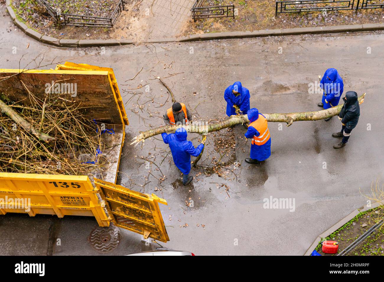 Arbeiter in blauen Regenmänteln laden frisch geschnittene Pappelbäume in den LKW-Anhänger im Wohnhof und reinigen in St. Petersburg, Russland Stockfoto
