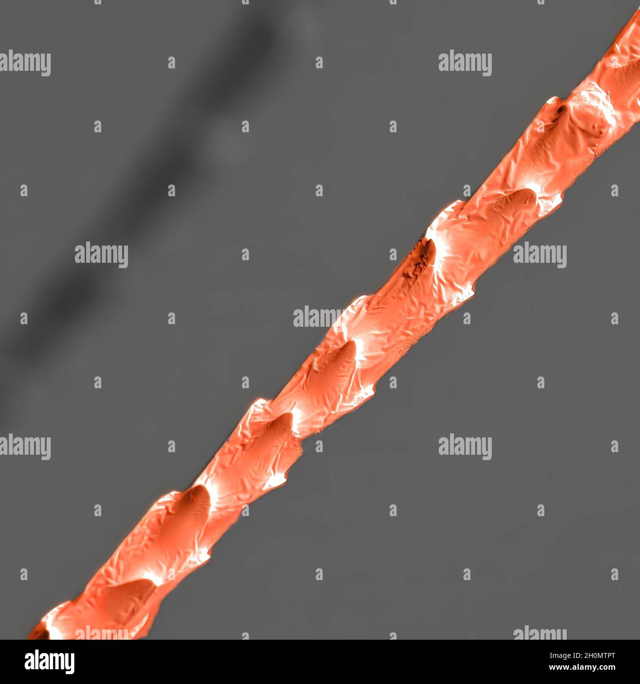 Maushaare aus der Unterwolle, die in einem Rasterelektronenmikroskop beobachtet wurden Stockfoto