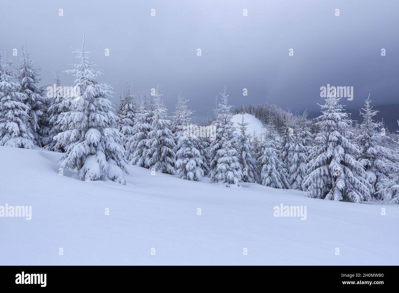 Winterlandschaft. Erstaunlich verschneiten Wald mit Kiefern. Rasen bedeckt mit weißem Schnee. Schöne Landschaft mit hohen Bergen, Himmel mit Wolken und Nebel. Wal Stockfoto