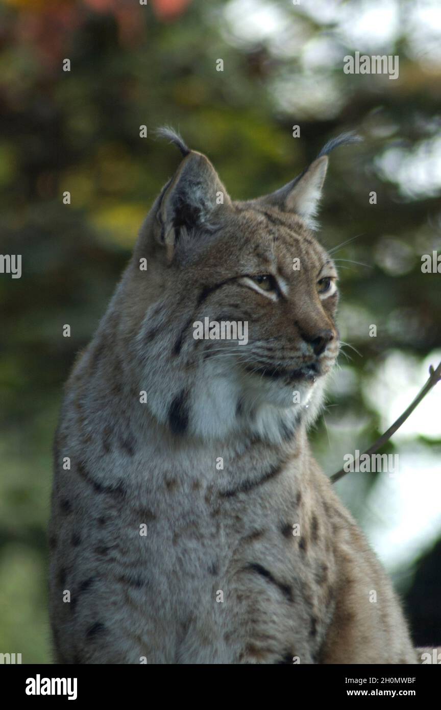 Eurasischer Luchs (Lynx Luchs) am Baum - die mittelgroße Wildkatze war einst in den meisten Teilen Kontinentaleuropas weit verbreitet Stockfoto