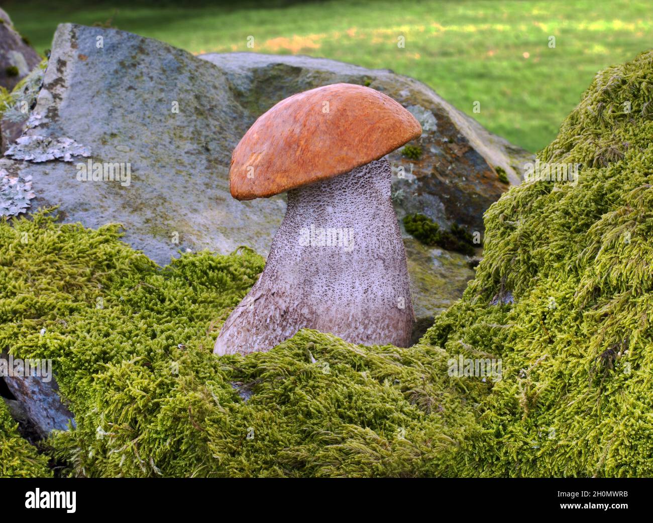 Leccinum versipelle (orangefarbener Birkenbolete) ist unter Birke zu finden. Es ist essbar, muss aber gut gekocht werden oder kann Übelkeit und Erbrechen verursachen. Stockfoto