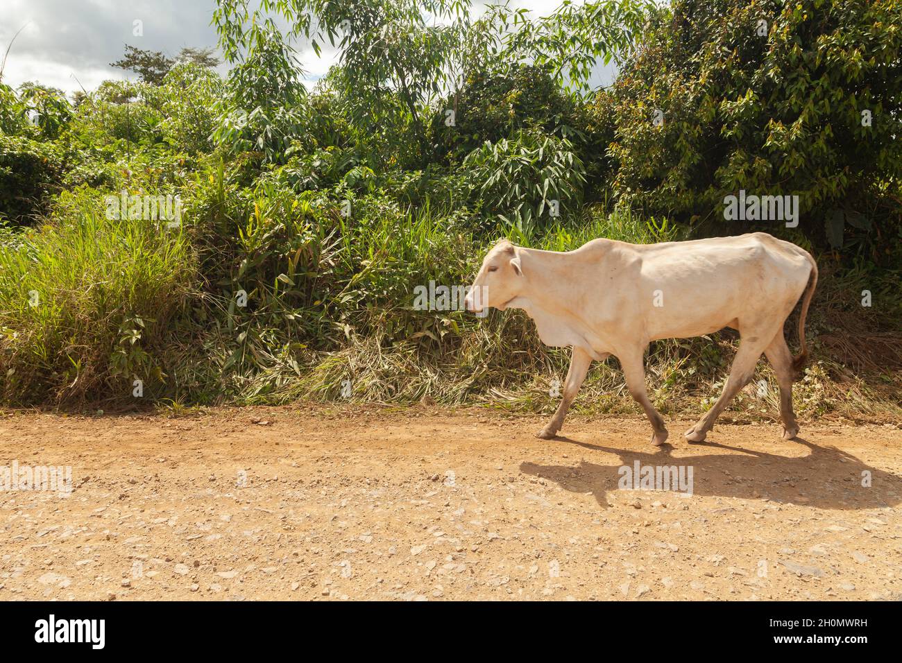 Eine weiße Zebu-Kuh geht schnell auf einem Feldweg in der Umgebung von Pilcopata, Manu Stockfoto