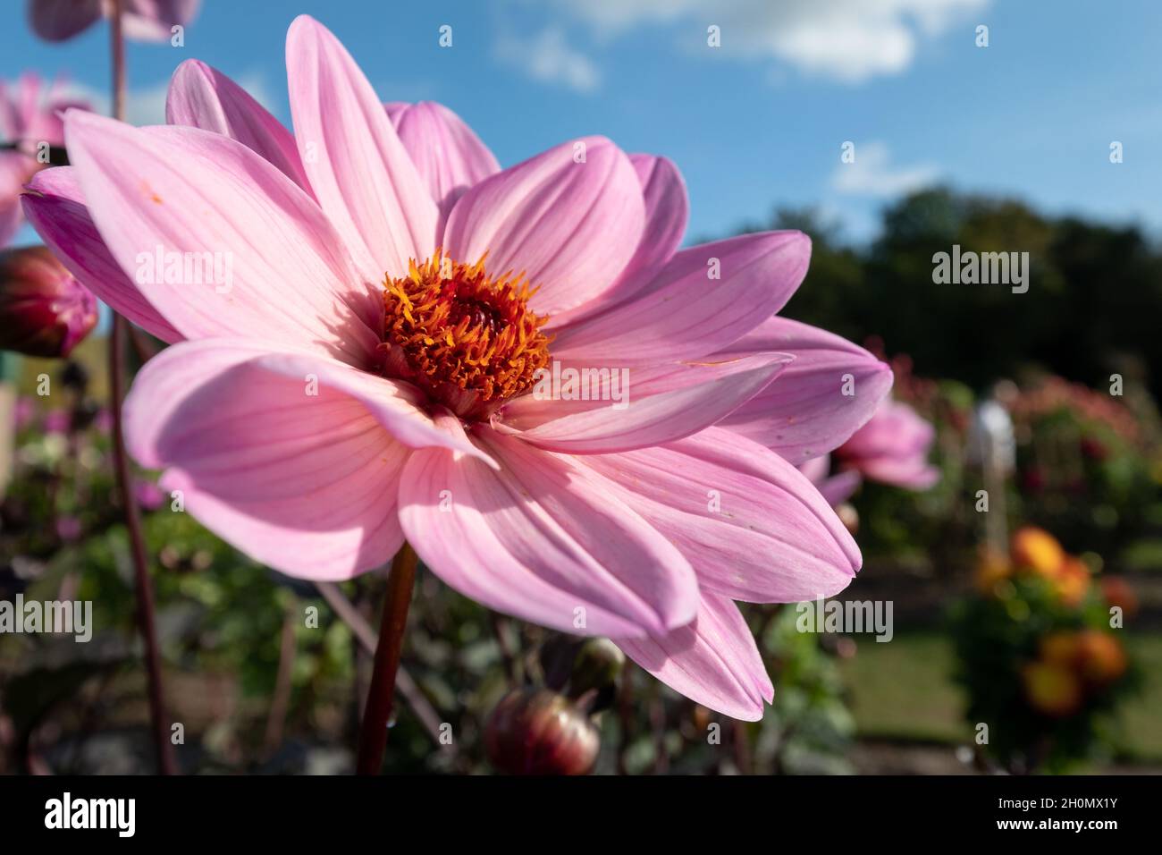 Atemberaubende rosafarbene Dahlia-Blüten mit dem Namen Lovely Eyes Lou Lou, fotografiert an einem sonnigen Tag im Spätsommer im Garten von RHS Wisley, Surrey, Großbritannien Stockfoto