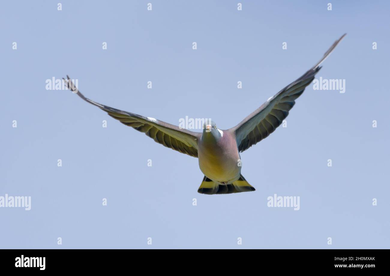 Gewöhnliche Waldtaube (Columba palumbus), die in blauem Himmel mit gestreckten Flügeln anfliegt Stockfoto