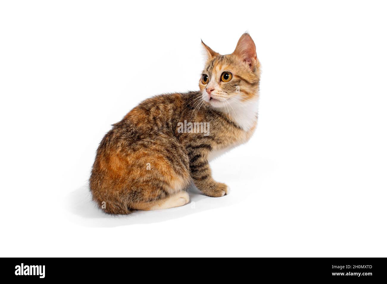 Süße Katze auf weißem Hintergrund Stockfoto