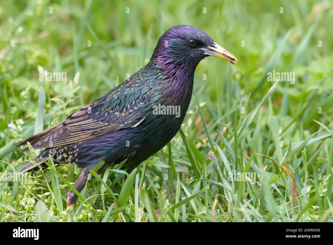 Gewöhnlicher Sternling (Sturnus vulgaris) beim Gehen und auf der Suche nach Nahrung im Frühlingsgras in der Nähe Stockfoto