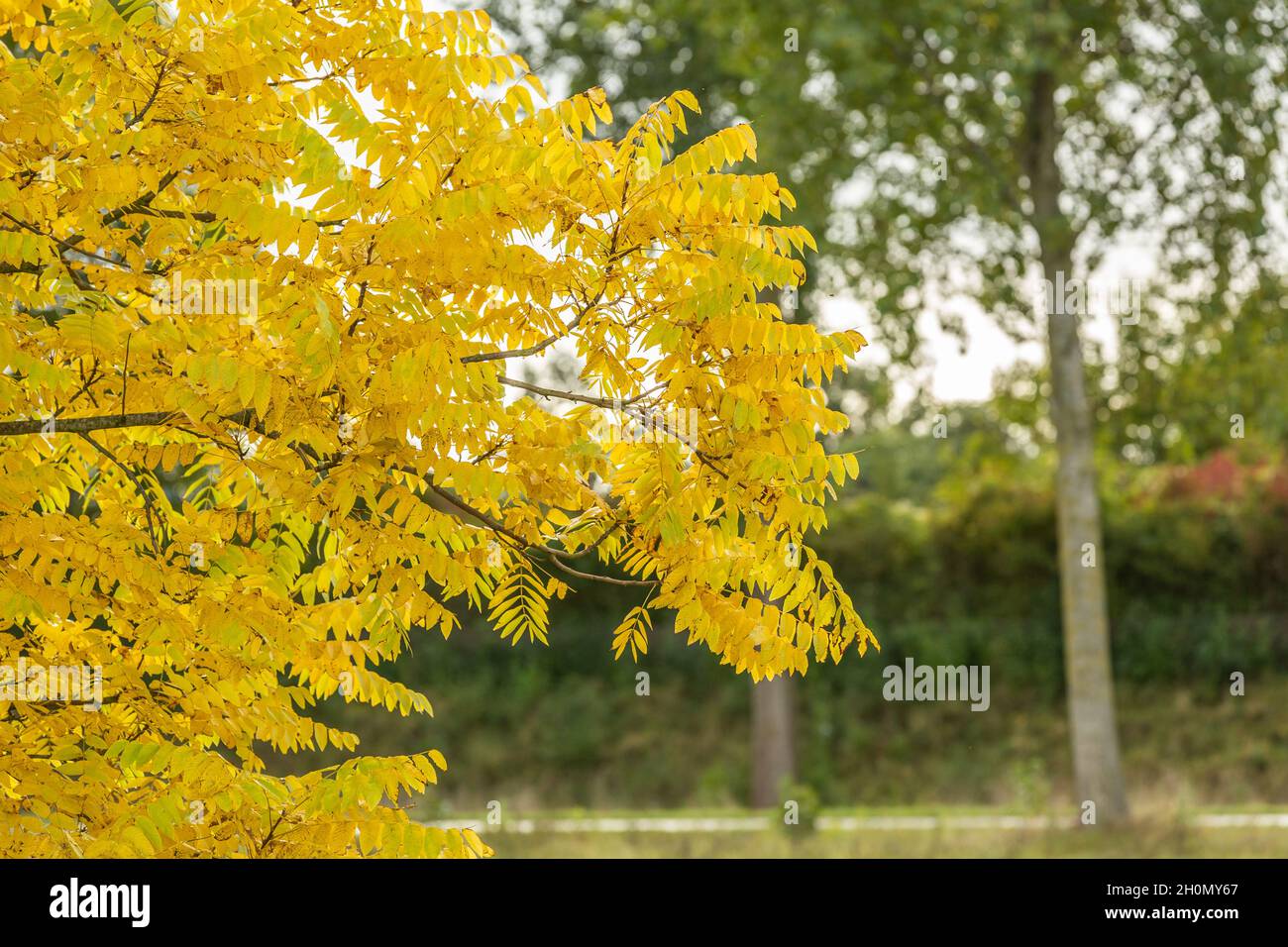Nahaufnahme von Blättern aus schwarzem Walnuss, amerikanischem Walnuss, juglans nigra, in leuchtend gelber Herbstfärbung vor verschwommenem Hintergrund von grünen Bäumen und Sch Stockfoto