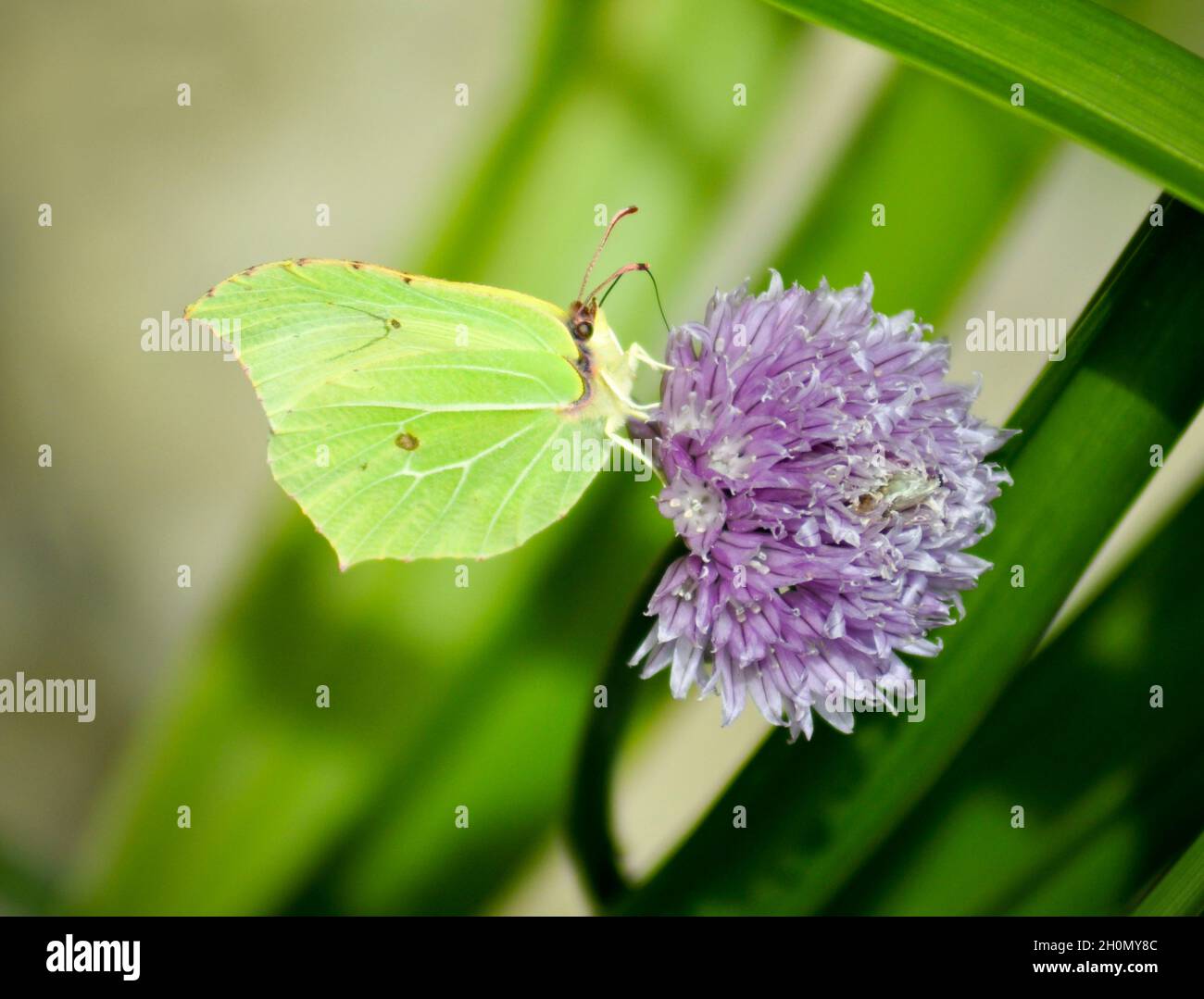 Der Brimstone Butterfly - (Gonepteryx rhamni), der sich von Nektar aus einer violetten Schnittlauch-Blume in einem Garten ernährt - East Yorkshire, England Stockfoto