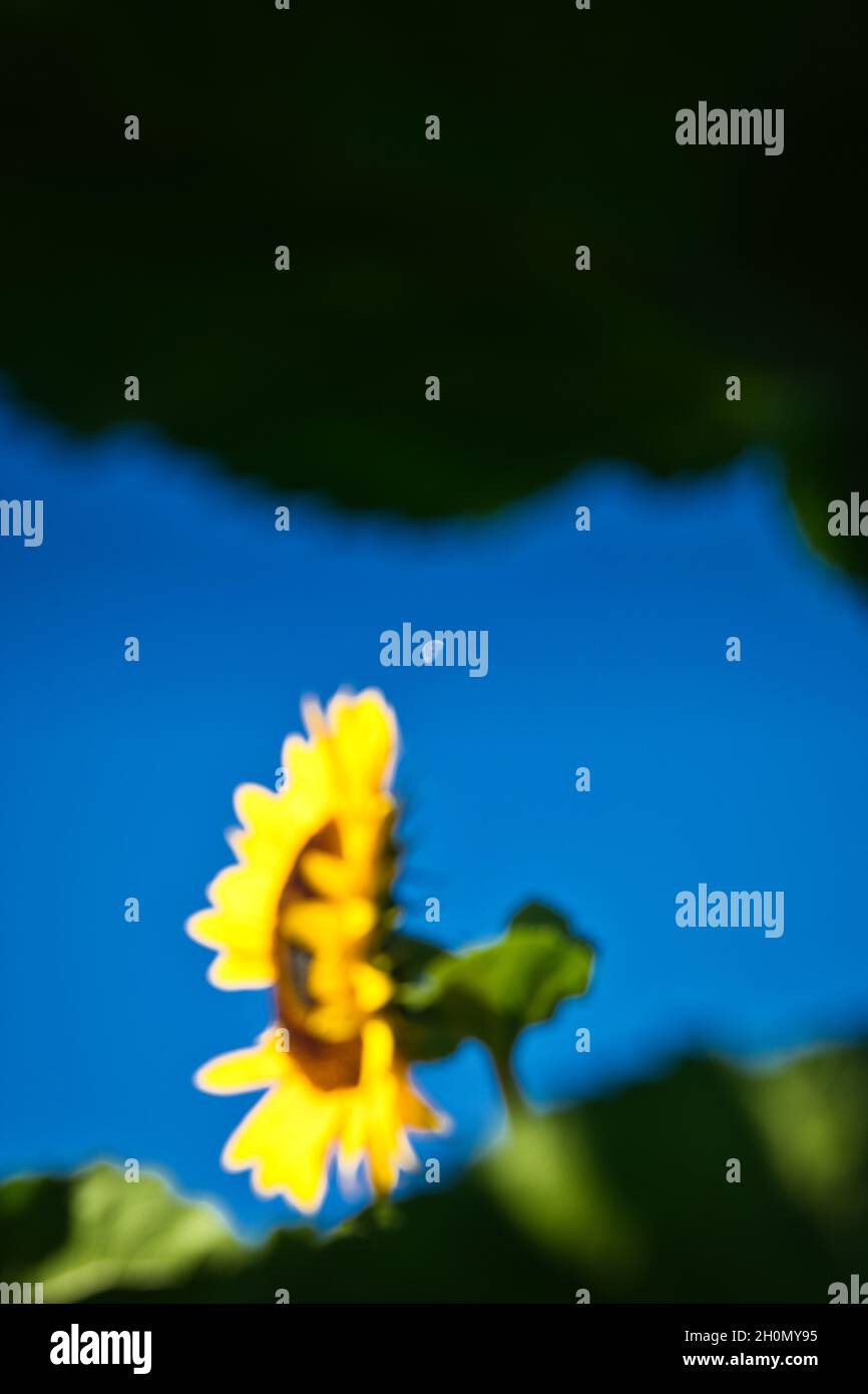 Tagesmond gegen blauen Himmel mit Sonnenblume (Helianthus Annuus) im Vordergrund Stockfoto