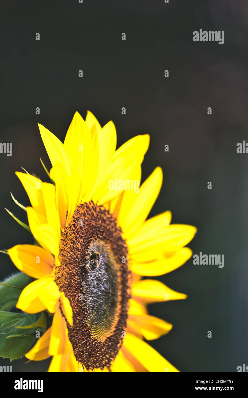 Seitenansicht der Biene (Hymenoptera) auf dem Sonnenblumenkopf (Helianthus Annuus). Konzept des Umweltschutzes, Bestäubung, Natur Stockfoto