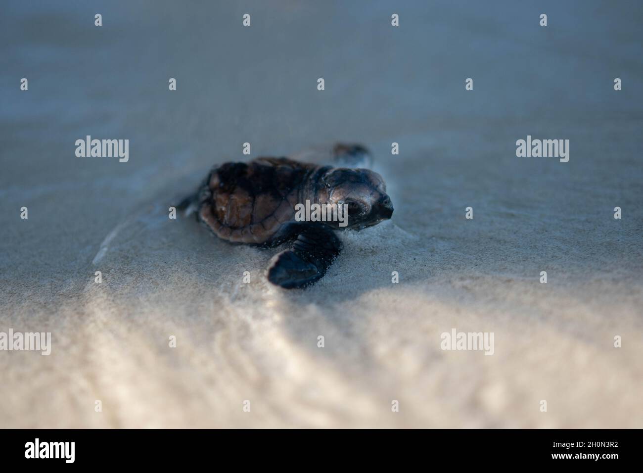 Deformierte Jungtaubenschildkröte, die ihren Weg ins Wasser bahnt. Die Brutzeit einer Hawksbill-Schildkröte findet jedes Jahr zwischen April und November statt, wobei jedes Nest durchschnittlich 130 bis 160 Eier enthält. Nach etwa zwei Monaten Brutzeit beobachten die Eier und die Jungtiere machen sich dann auf den Weg in das nahe gelegene Wasser. Einige ertrinken kurz darauf aufgrund ihrer deformierten Hinterbeine. Lachender Vogel Caye, Belize. Stockfoto