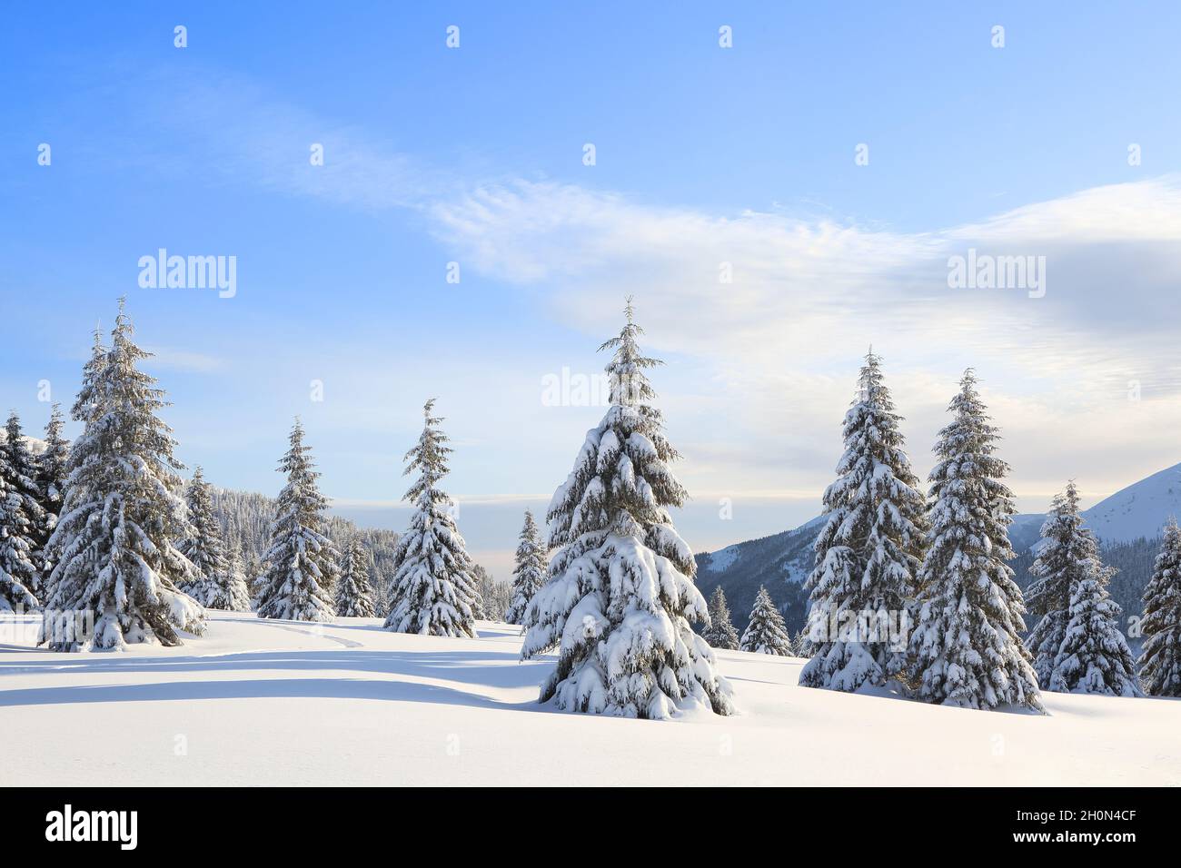 Landschaft Winter Wald in kalten sonnigen Tag. Fichten mit weißem Schnee bedeckt. Tapete verschneiten Hintergrund. Ort Ort Karpaten, Ukraine, EUR Stockfoto