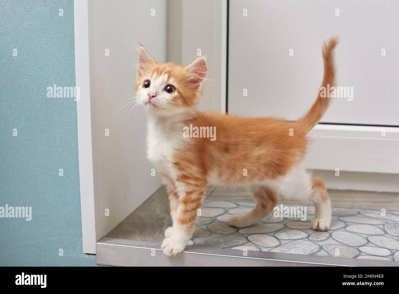 Niedliche rothaarige Katze sah etwas Interessantes. Lifestyle Stockfoto