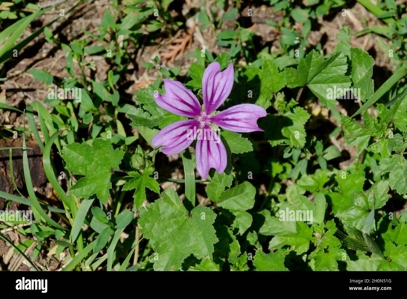 Ein Blick auf Malve oder Malva sylvestris für Kräutermedizin, Sofia, Bulgarien Stockfoto