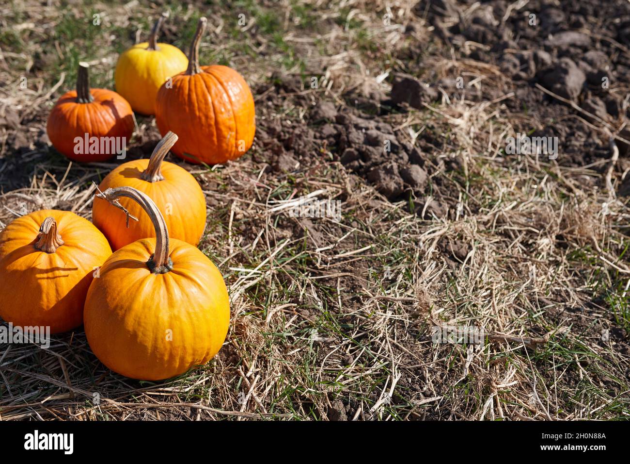 Orange Kürbisse im Feld an sonnigen Herbsttag Stockfoto