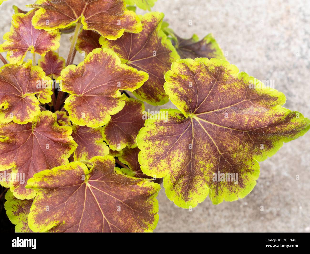 Gelb kantige, rotbraune Blätter der bunten, winterharten Staude immergrün, x Heucherella 'Sonnenfinsternis' Stockfoto