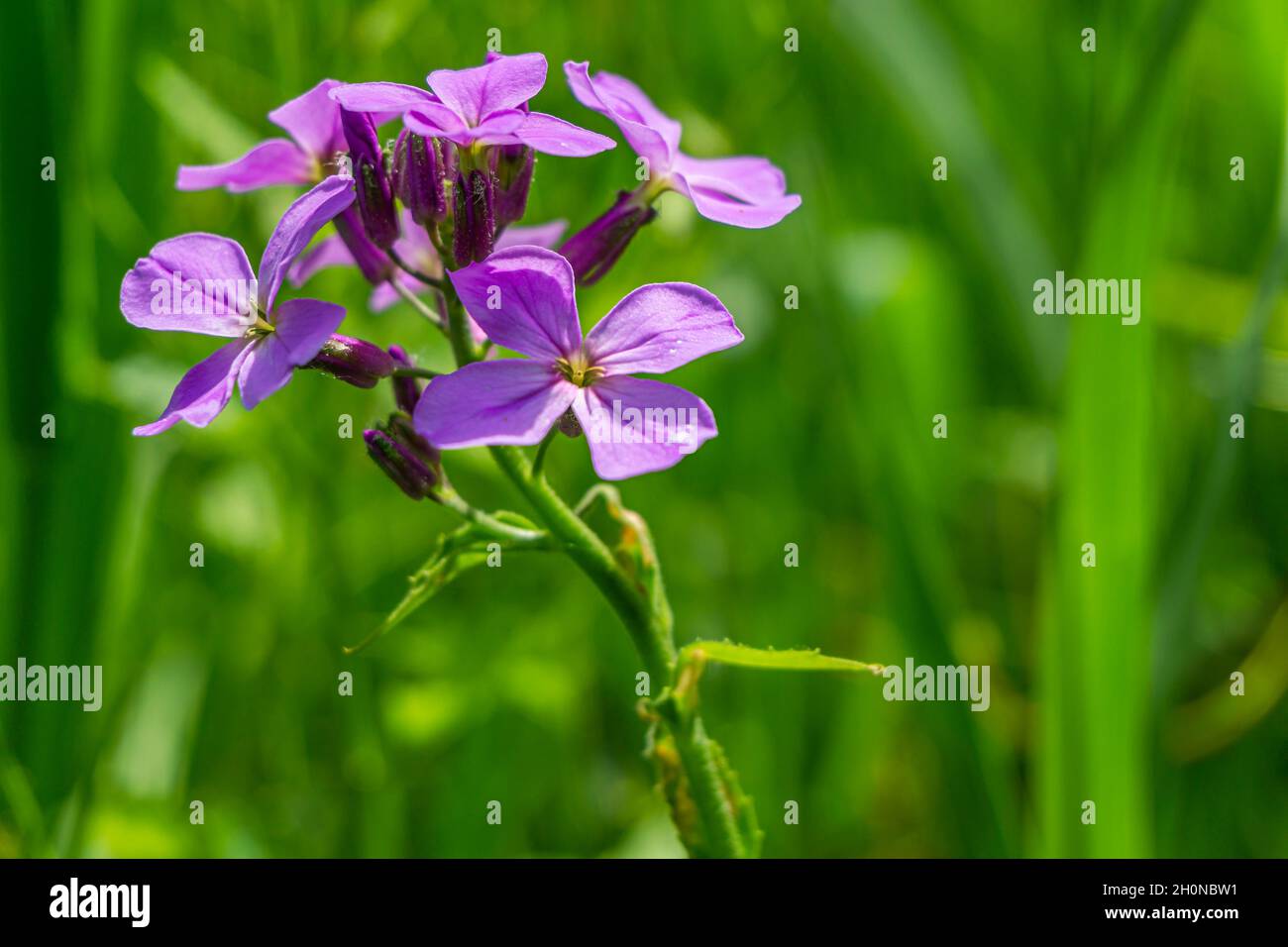 Vier Blütenblätter Dame's Rocket Purple Blume der Senffamilie ist eine schöne, aber invasive nicht-einheimische Pflanze in Nordamerika Stockfoto