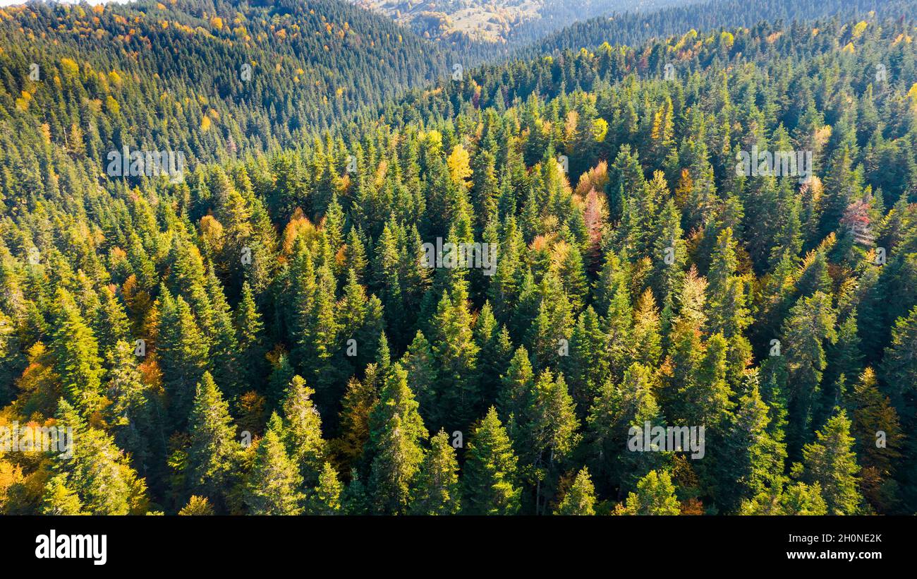 Wald und Baumlandschaft Textur Hintergrund. Luftaufnahme Wald von oben im Herbst. Struktur der Waldansicht von oben. Stockfoto