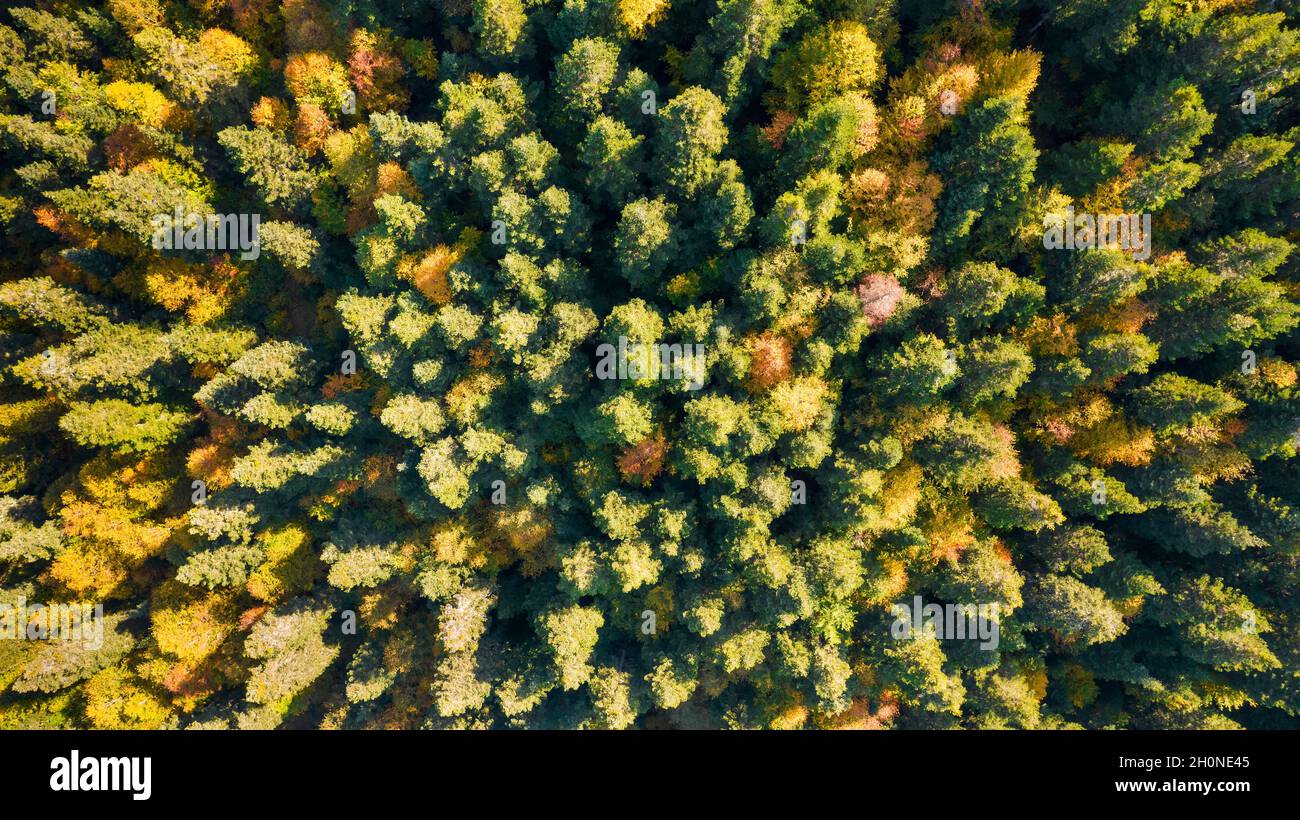 Wald und Baumlandschaft Textur Hintergrund. Luftaufnahme Wald von oben
