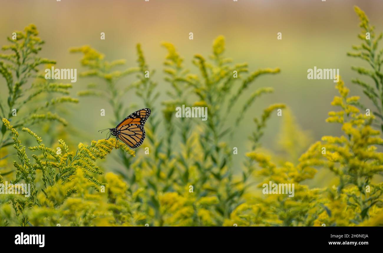 Monarch Butterfly (danaus plexippus) füttert auf der Sommerwiese gelbe Wildblumen Stockfoto