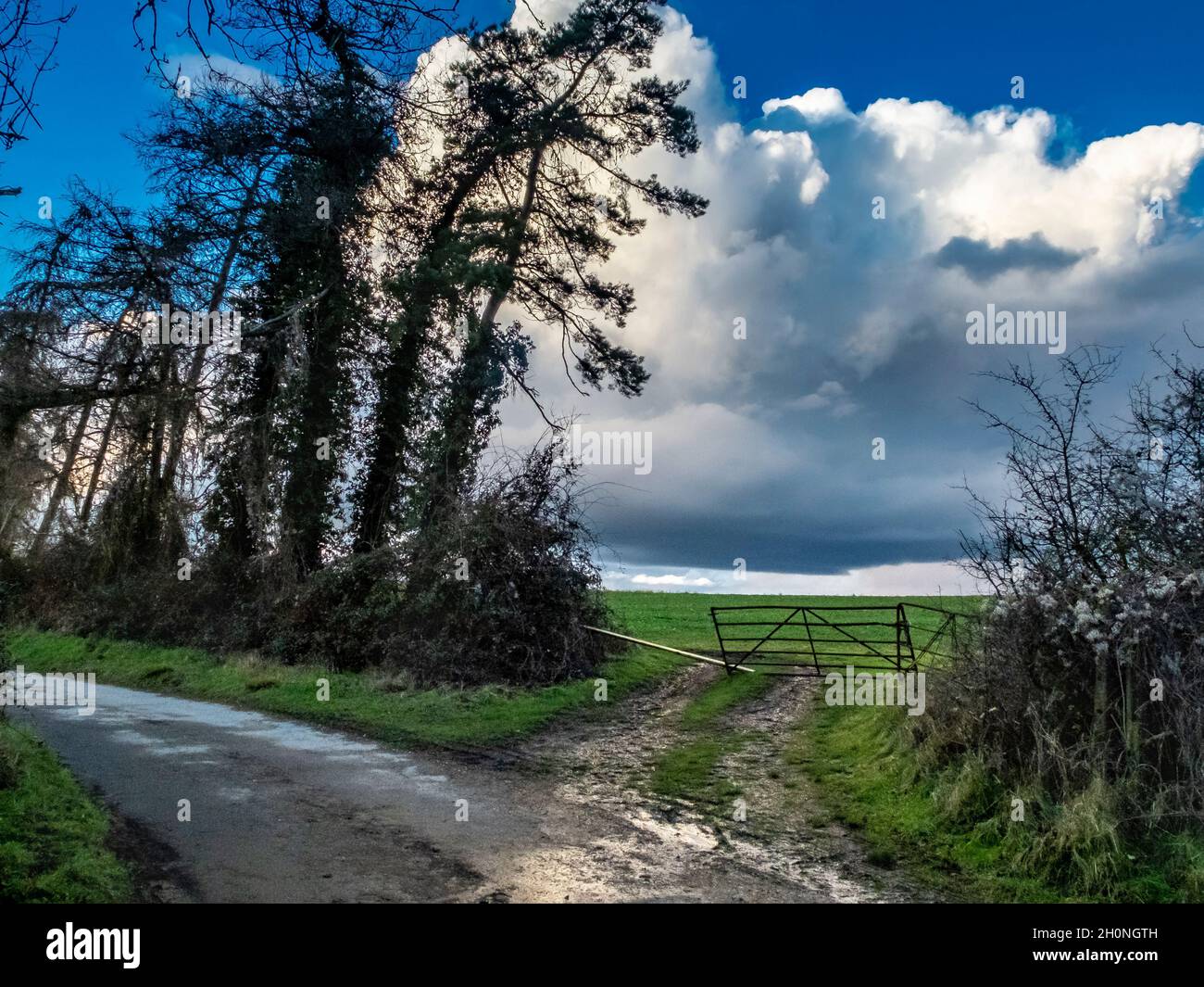 Nach einem Sturm, als die Regenwolken klar, ein Tor, das in ein Feld mit großen Cumulus Wolke dahinter und Wetter schlug Bäume säumen die nasse Straße in der Stockfoto