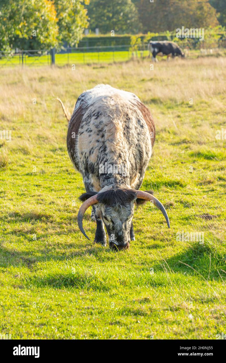 Langhornrinder grasen auf der Farm auf dem Shugborough Estate, dem Anwesen des National Trust und dem ehemaligen Zuhause des Fotografen Patrick Lord Lichfield Stockfoto