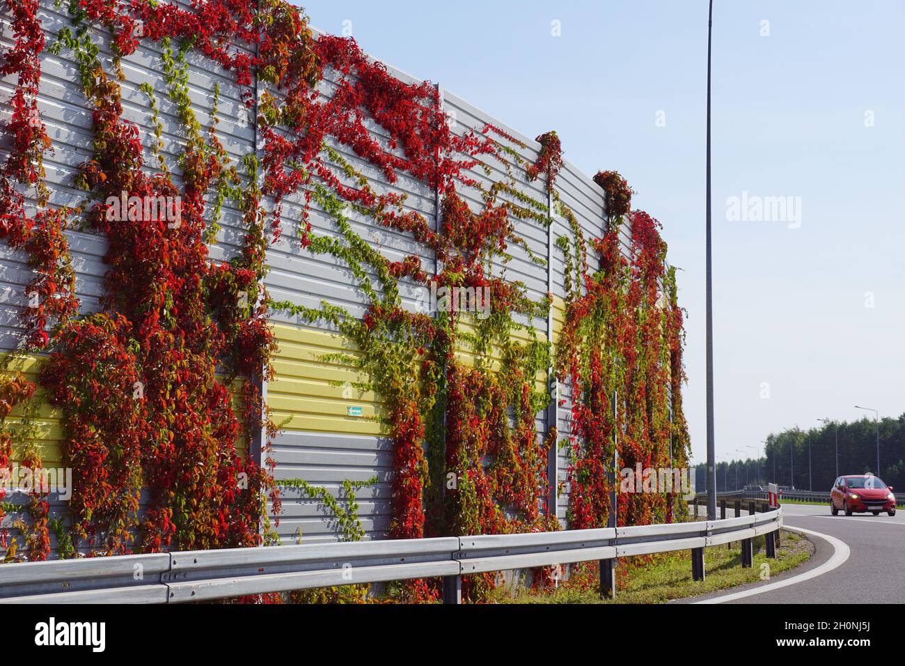 Lärmschutzwände am Highway wuchsen mit Virginia Creeper. Herbst. Stockfoto