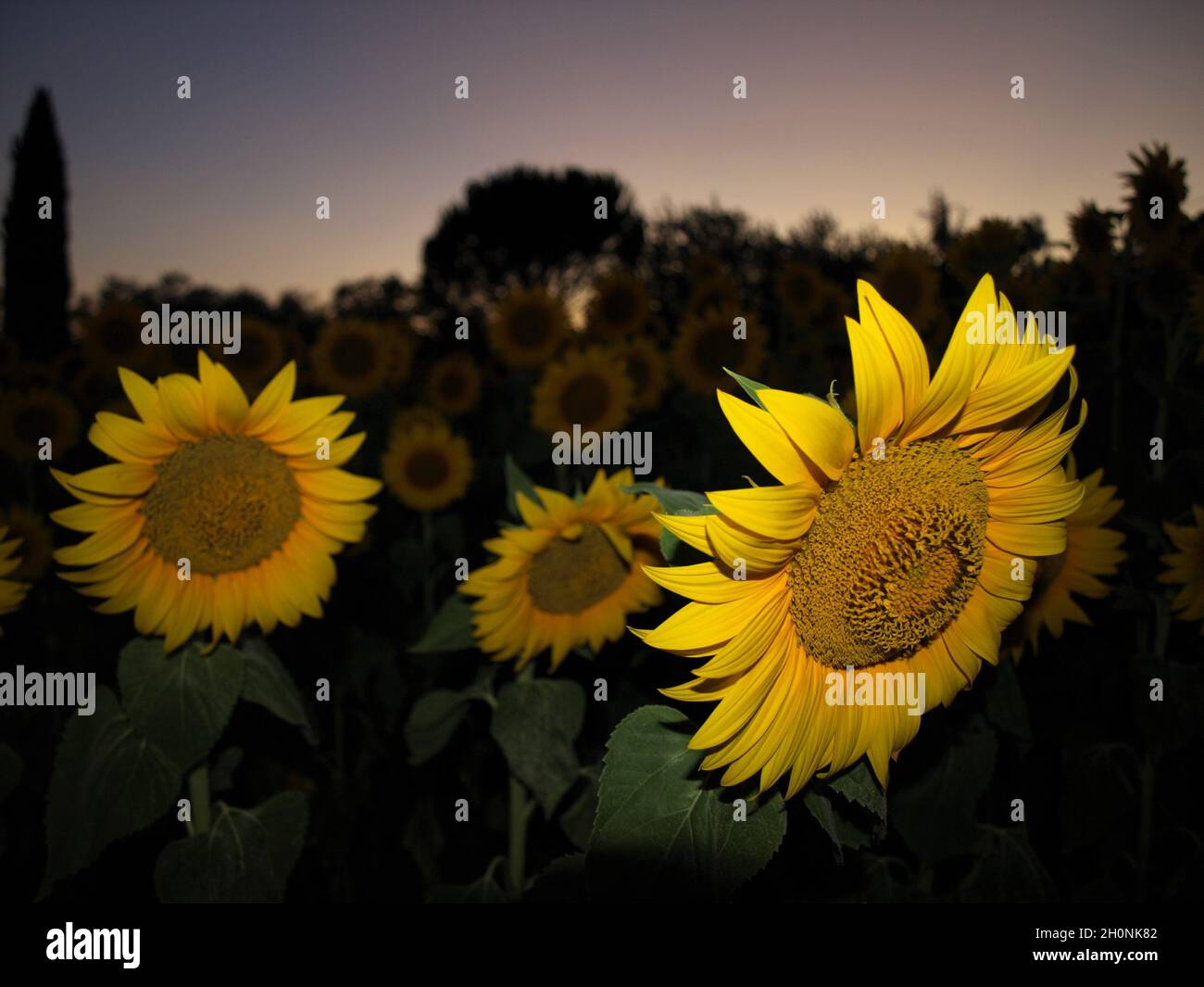 Sonnenblumenfeld am Abend in Tuscanny, Italien Stockfoto