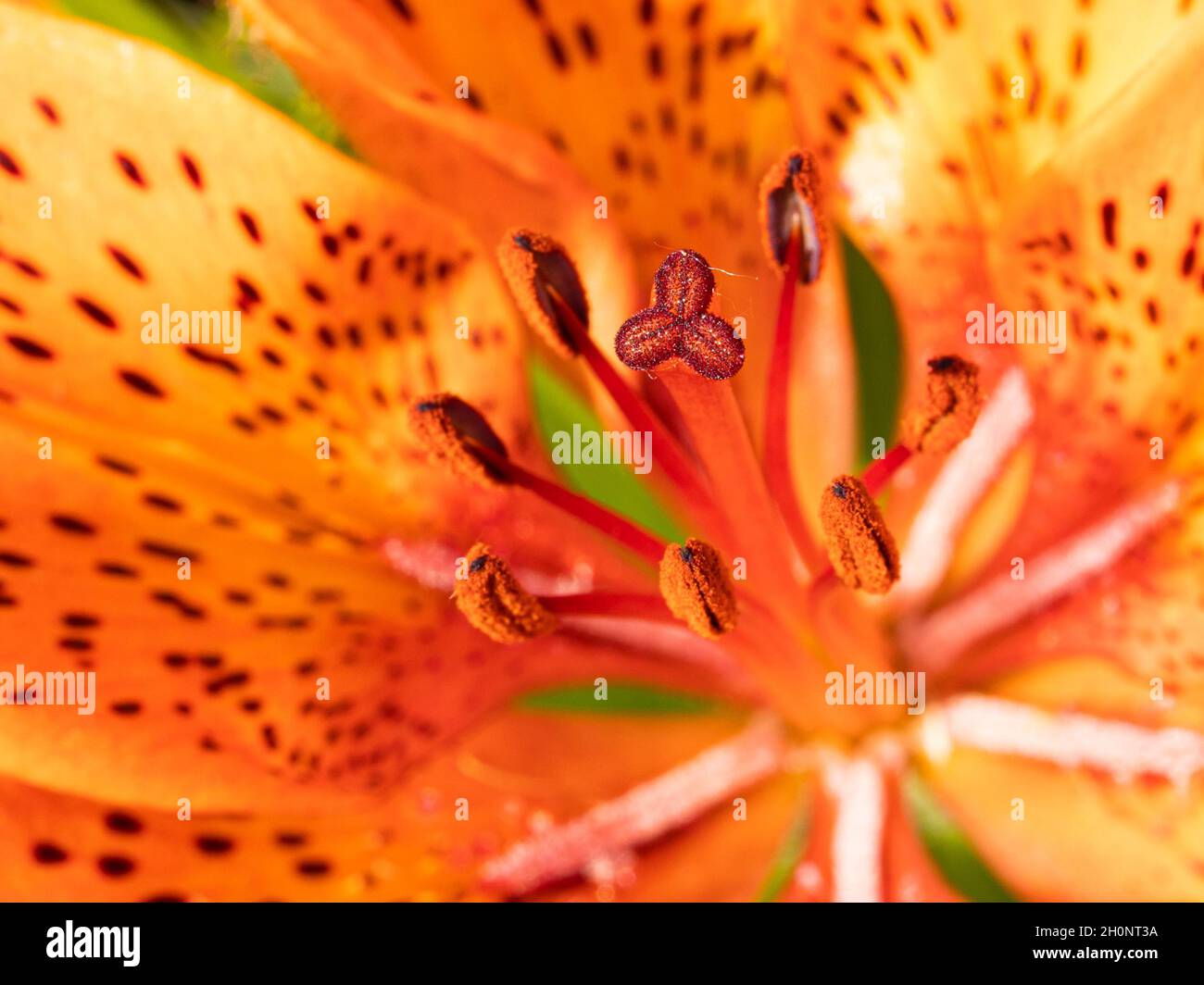 Eine Macro Orange Tiger Lily Stockfoto