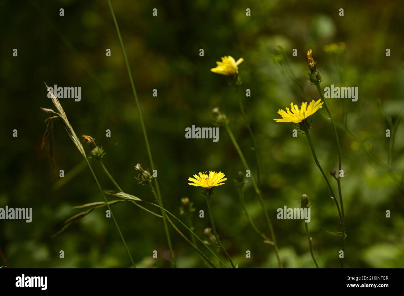 Shallow Focus Aufnahme der rauhen Hawksbeard (Crepis biennis) Blume in einem schönen Garten Stockfoto