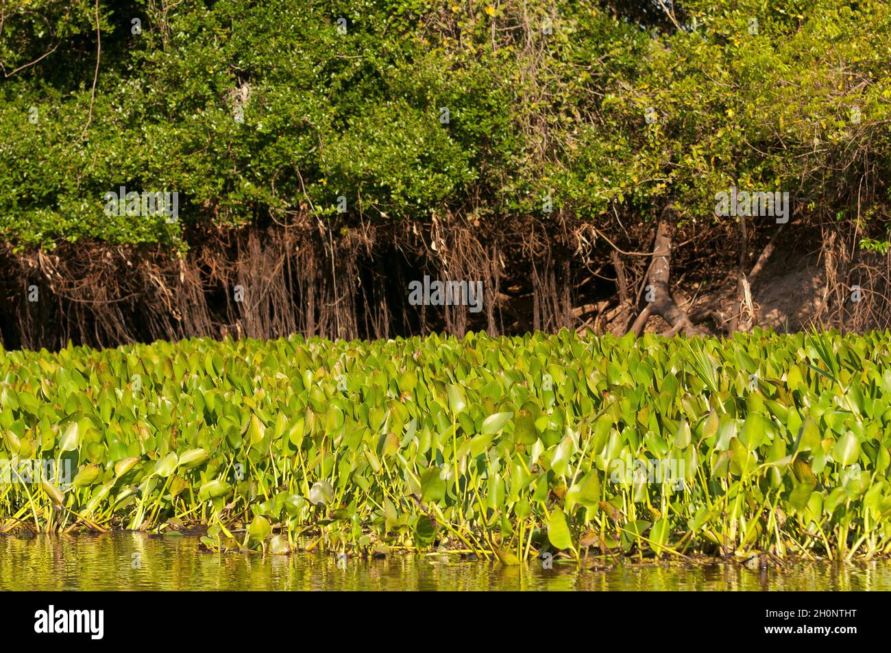 Aguapé-Pflanze schwimmt auf dem Fluss Piquiri, Pantanal, Mato Grosso, Brasilien Stockfoto