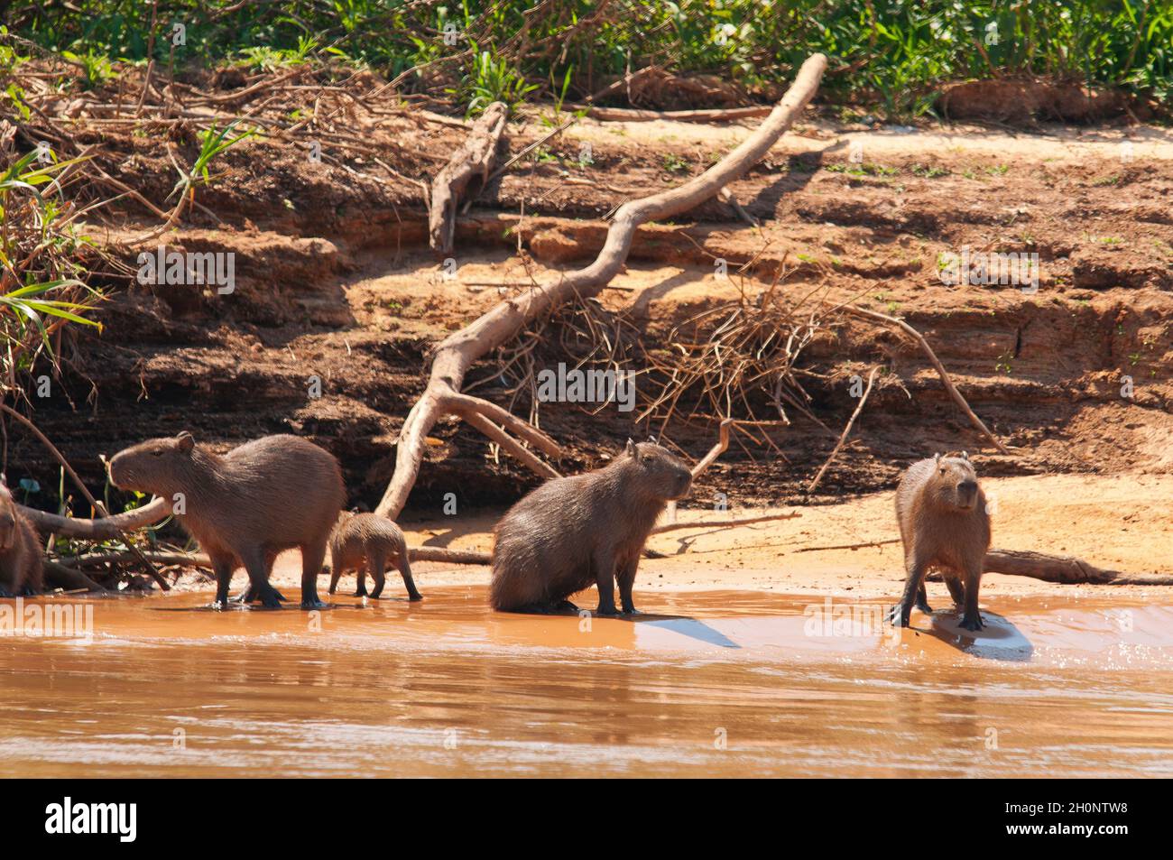 Capybara, das größte Nagetier der Welt am Fluss Três Irmãos, Mato Grosso, Brasilien Stockfoto
