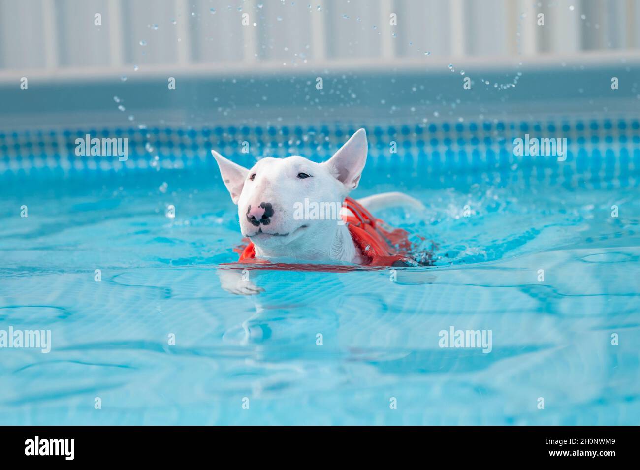 Miniatur-Bullterrier schwimmt im Pool in einer Schwimmweste Stockfoto