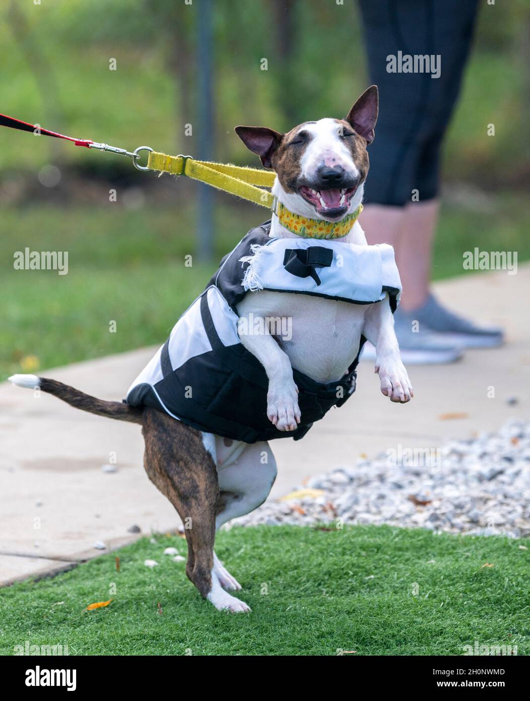 Miniaturbulle Terrier glücklich, immer bereit zu Dock tauchen Stockfoto