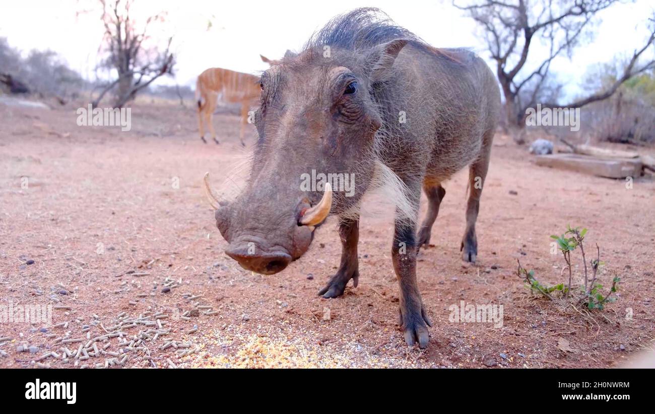 Ein Foto von einem Warzenschwein Stockfoto