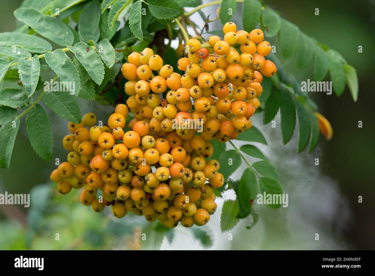 Gelbe Rowan-Beeren, Rowan-Beeren (Sorbus aucuparia) Stockfoto