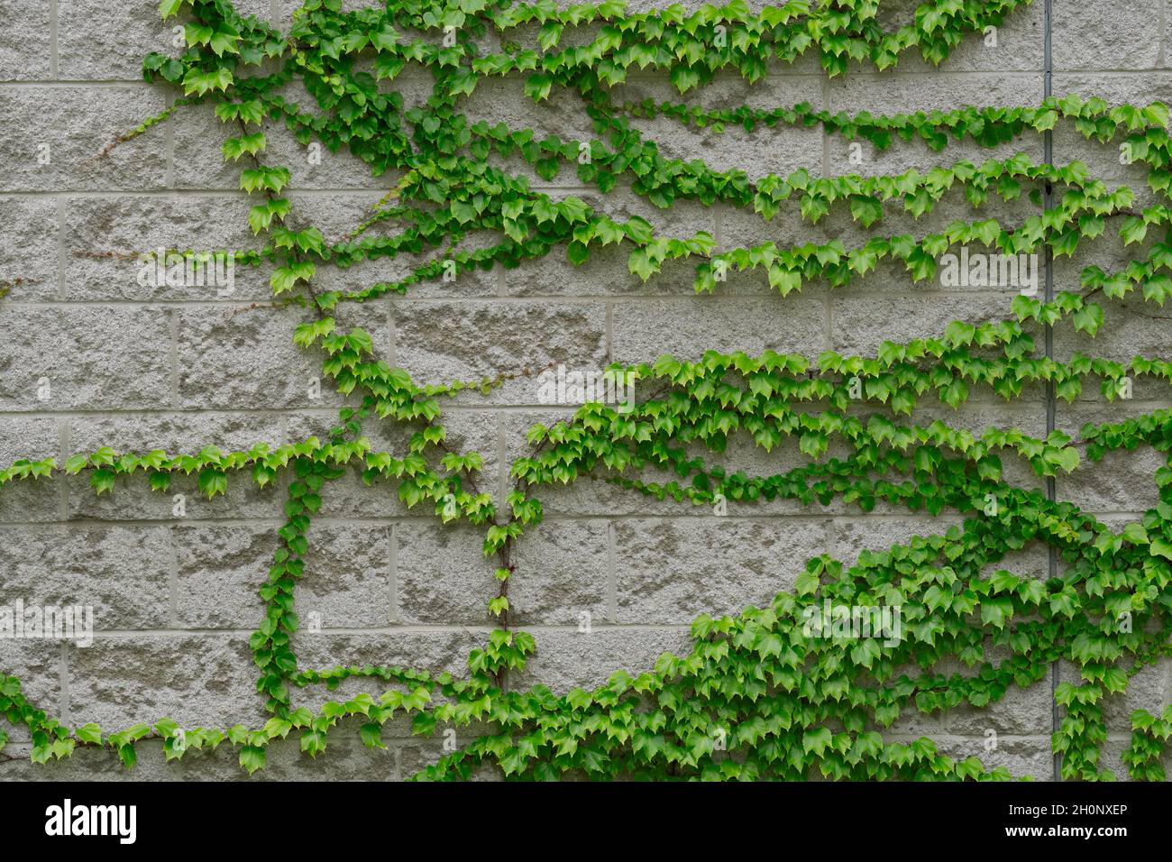 Weinbau an der Außenseite der Gebäudewand Stockfoto