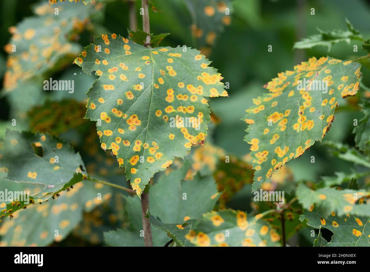 Weißdorn-Rost-Krankheit, mit Rostpilz infizierte Blätter (Gymnosporangium globosum) Stockfoto