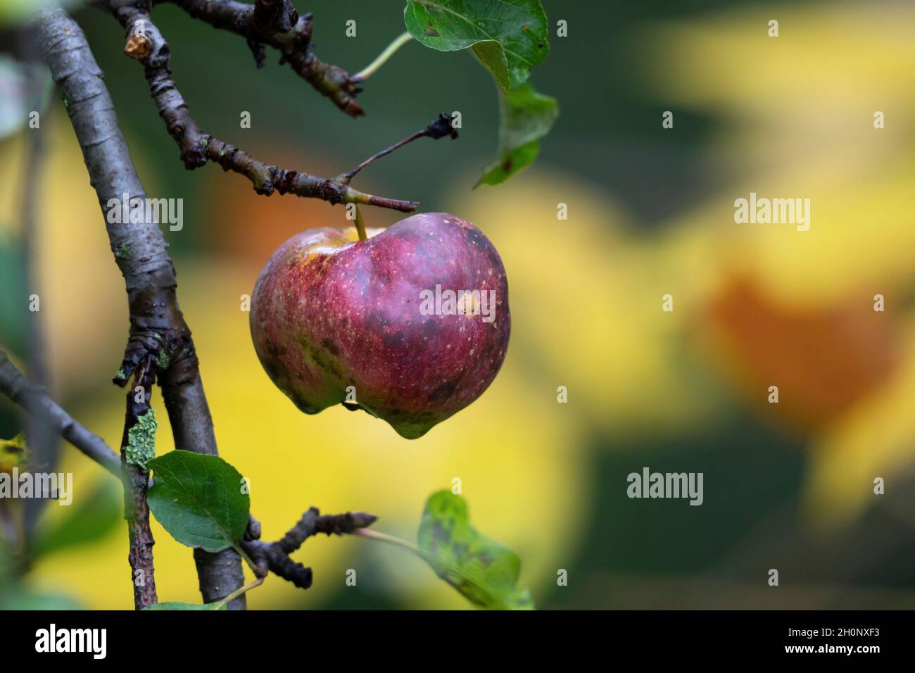 Roter Wilder Apfel Stockfoto
