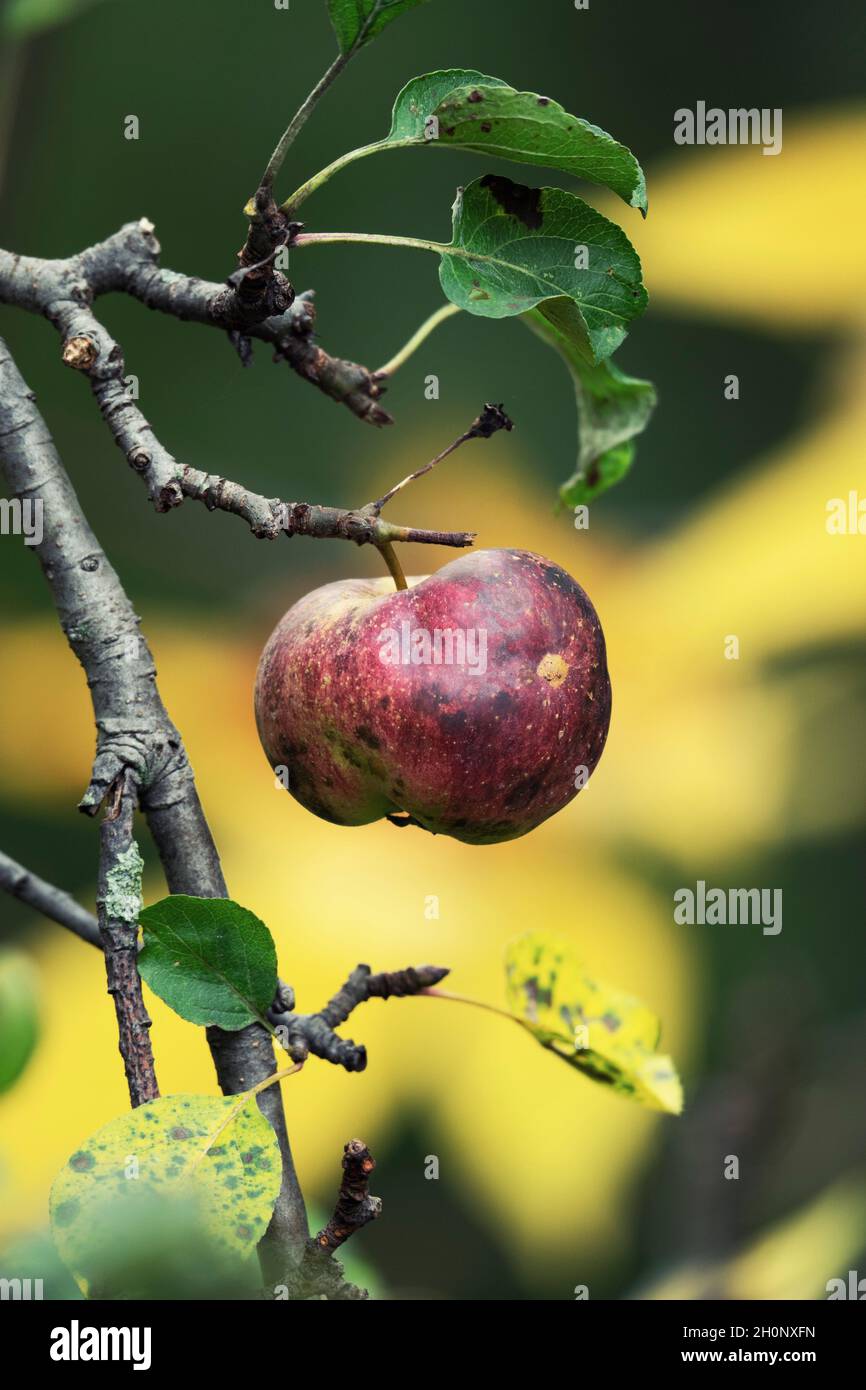 Roter Wilder Apfel Stockfoto