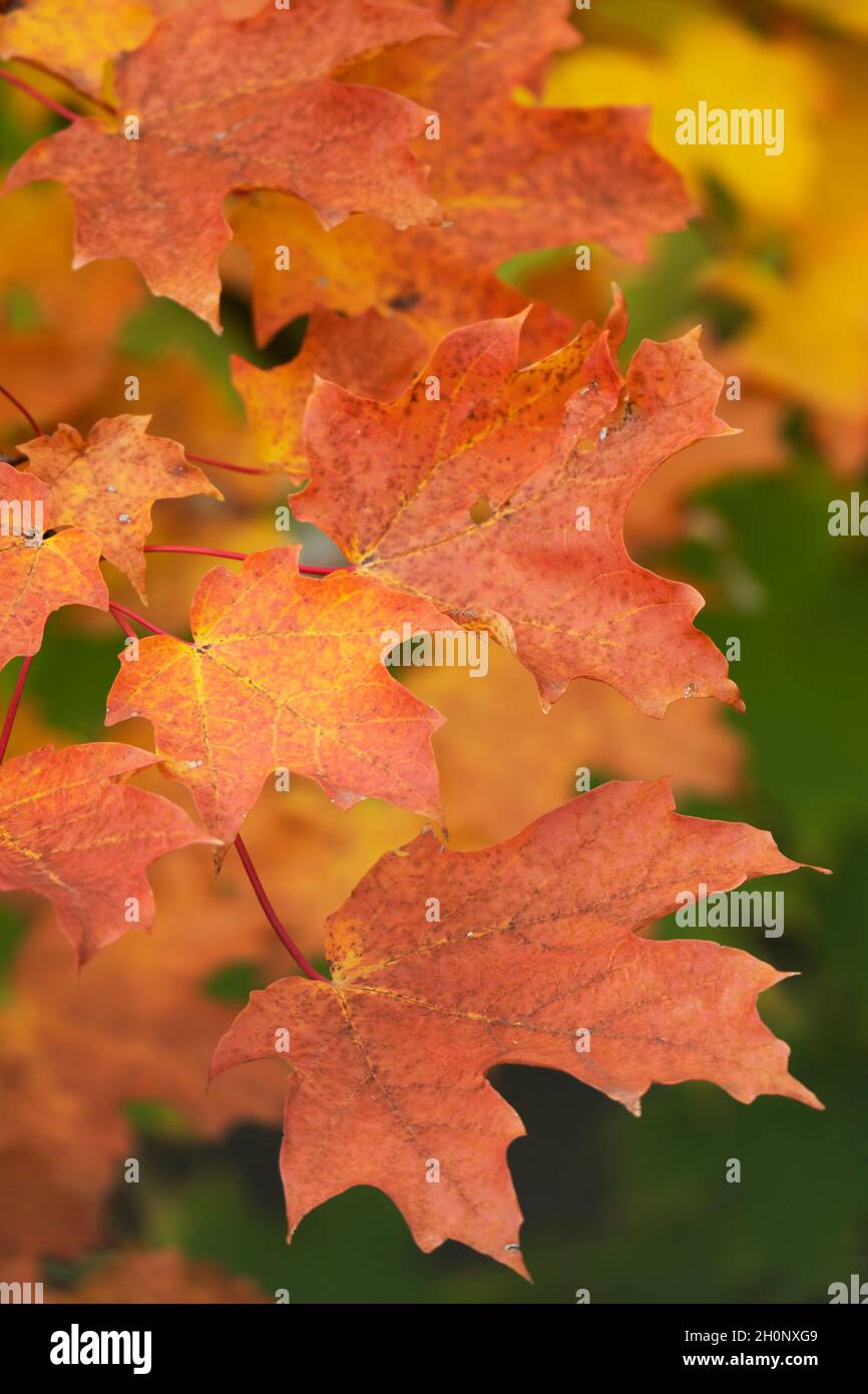 Herbst, Herbstfarben Ahornblätter Stockfoto