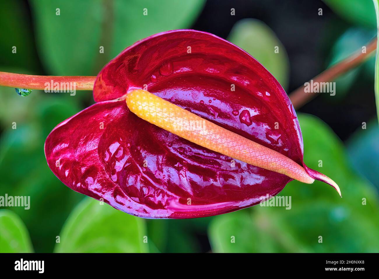 Leuchtend rote Anthuriumblume in einem maui Garten Stockfoto