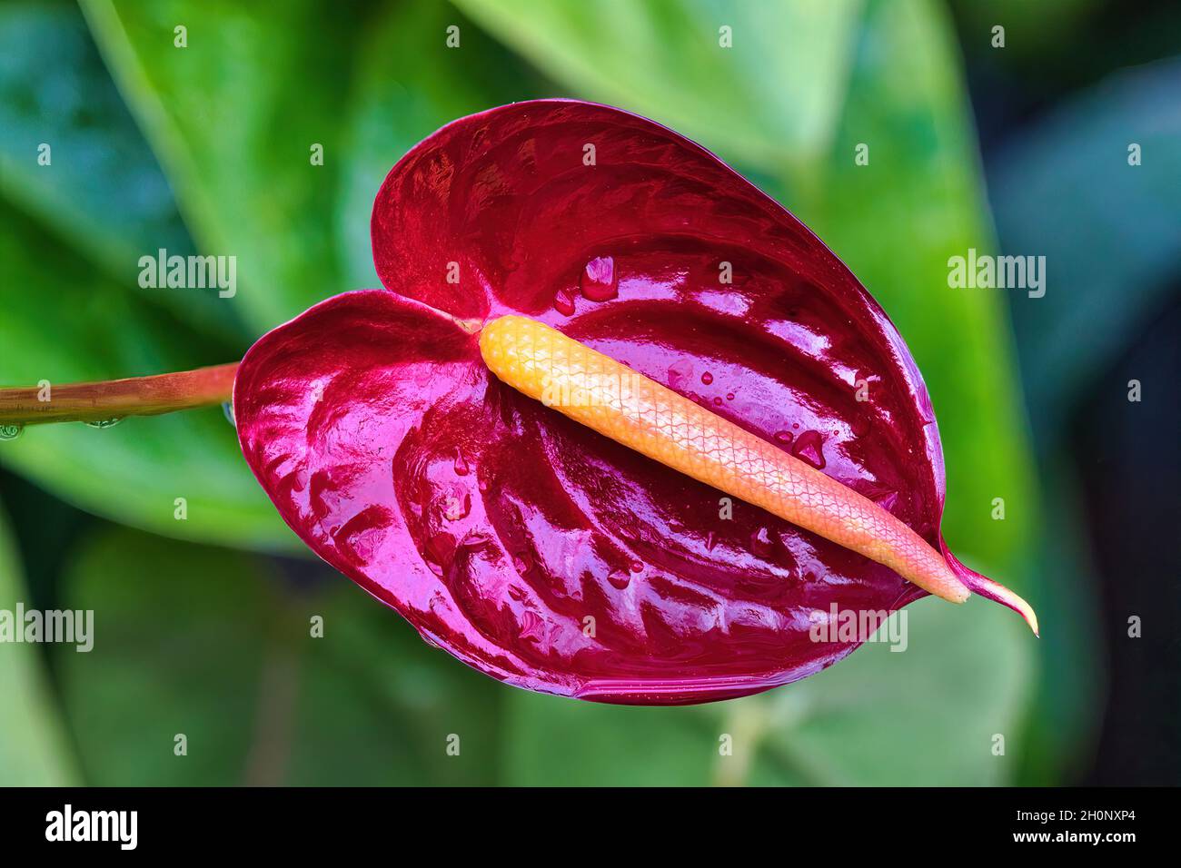 Leuchtend rote Anthuriumblume in einem maui Garten Stockfoto
