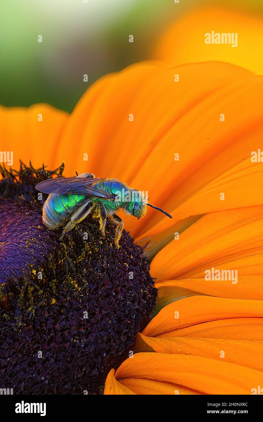 Extreme Nahaufnahme einer leuchtend metallisch-grünen Schweißbiene auf einer leuchtend gelben Blume. Stockfoto