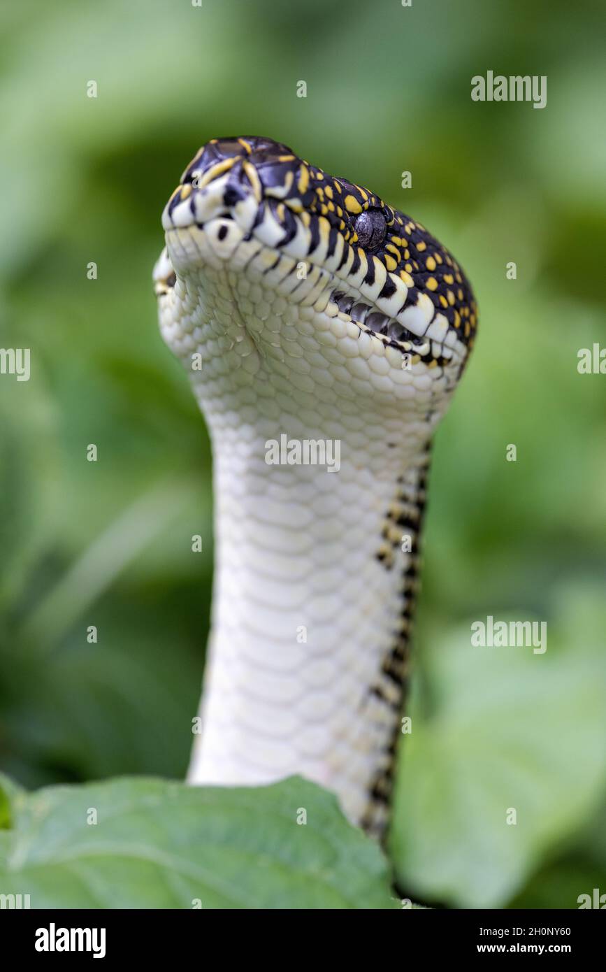 Australian Diamond Python mit erhobenem Kopf, der Skalierungen und Labialwärmeabtastungsgruben zeigt Stockfoto