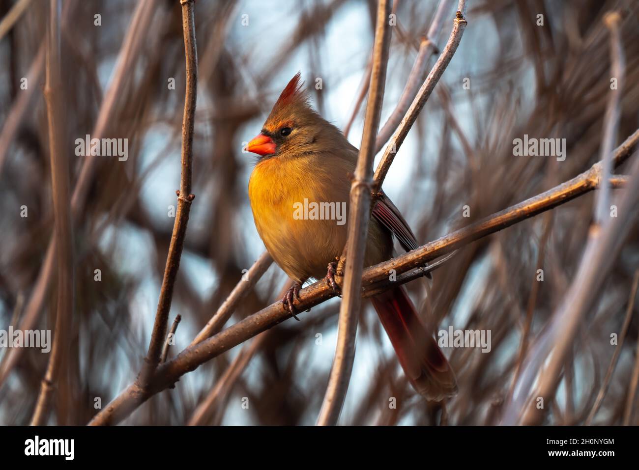 Unglaublich schöne Wildlife Vogelbeobachtung Foto von einem einzigen Gold und rot gefärbten weiblichen nördlichen Kardinal sitzt in einem dünnen Baum Zweig mit Stockfoto