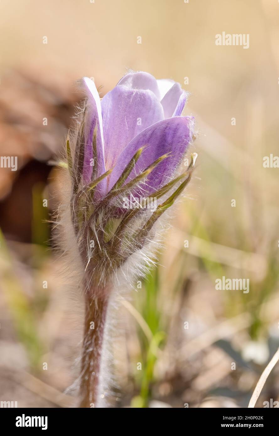 Pasque Flower (Anemone patens) Red Feather Lakes, Co Stockfoto